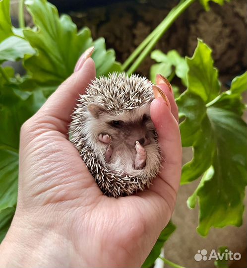 Карликовый африканский ежик