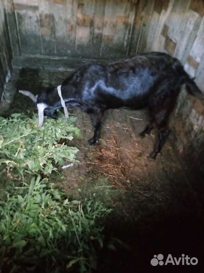 Нубийский козел