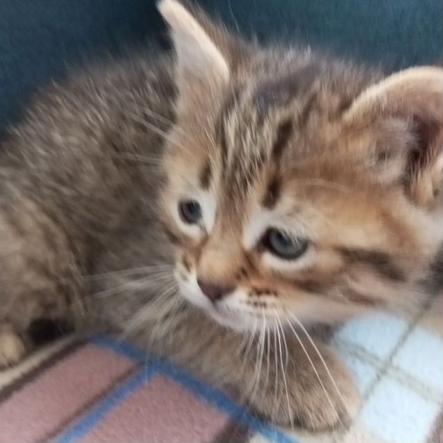 Котёнок в добрые руки