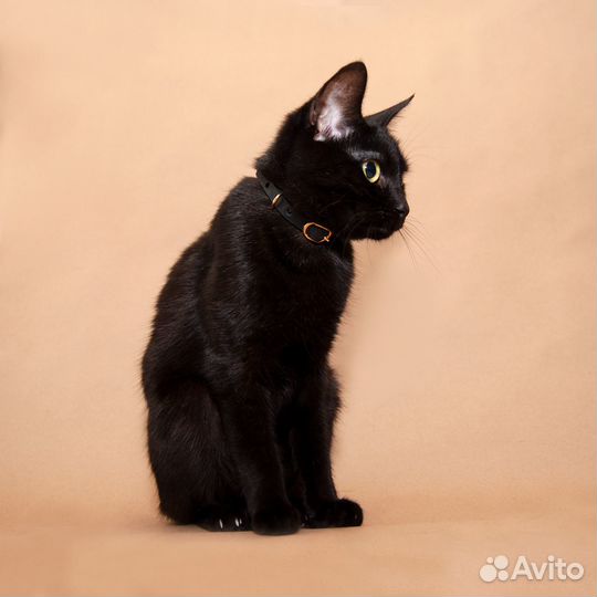 Ошейник для кошки/кота из натуральной кожи