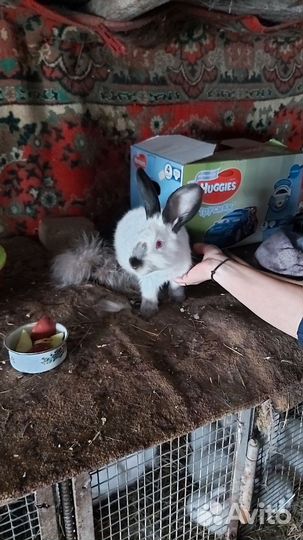 Калифорнийские кролики