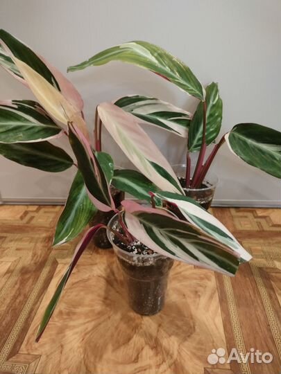 Строманта триколор