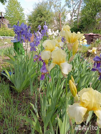 Ирисы