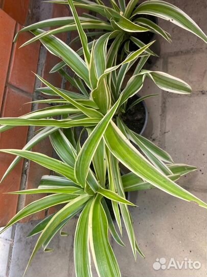 Хлорофитум