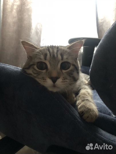 Отдам кошку