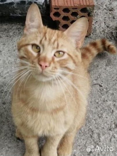 Котик бесплатно