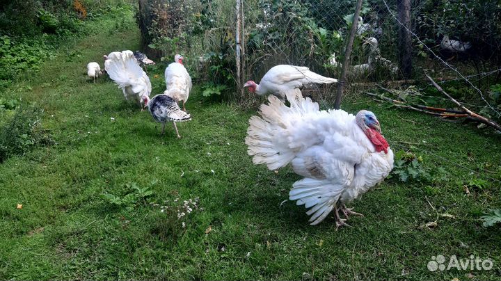 Продам индюков,индюшек