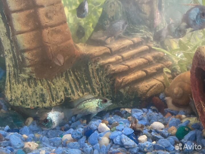 Аквариумные рыбки