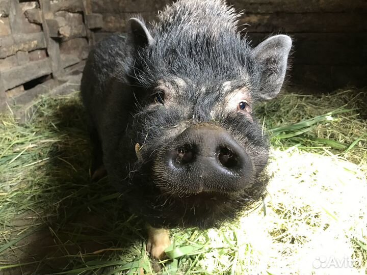 Вьетнамский хряк