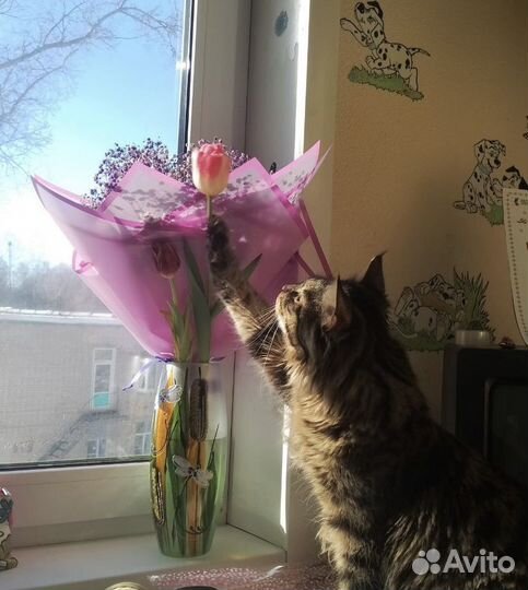 Мейн-кун вязка