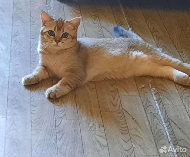 Котенок