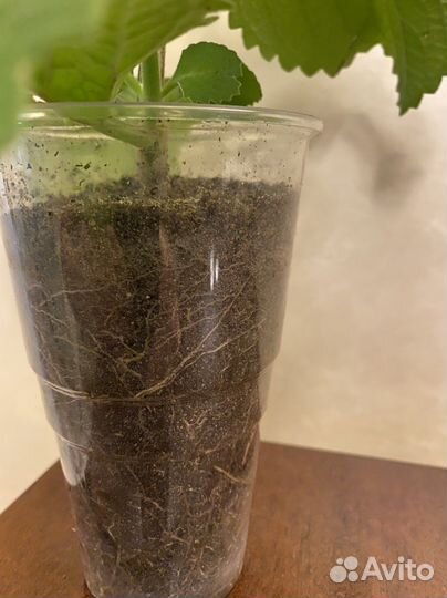 Мята домашняя