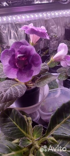 Глоксиния цветущая