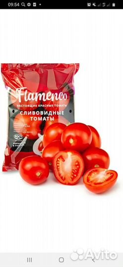 Рассада помидор