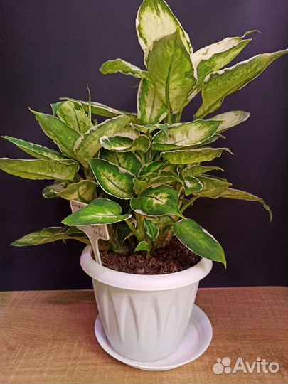 Диффенбахия Cool Beauty