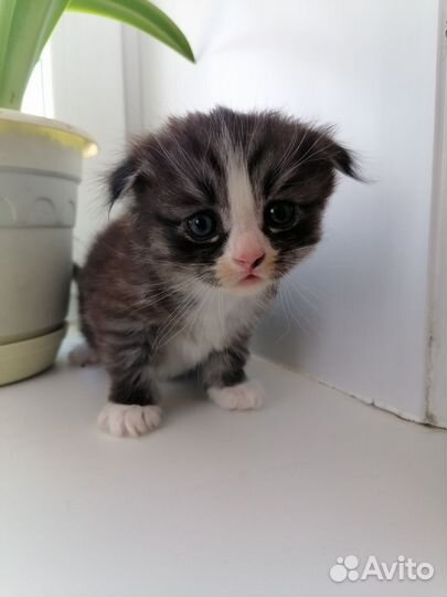 Шотландские вислоухие котята