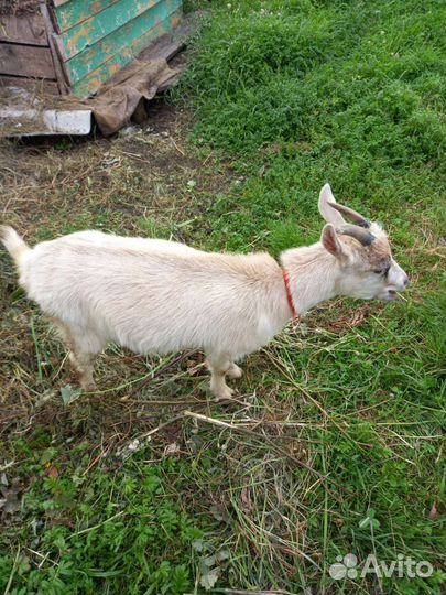 Продам Коз