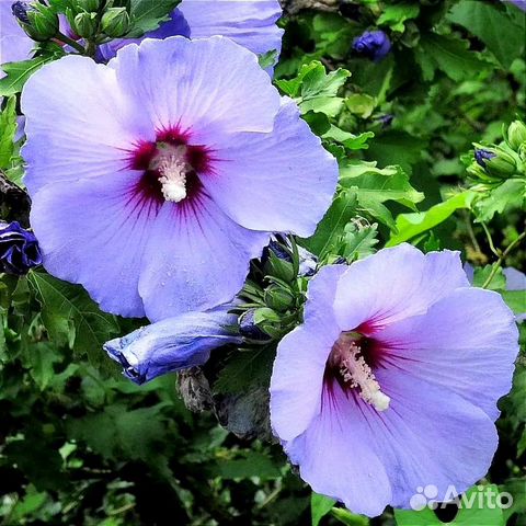 Гибискус сирийский садовый