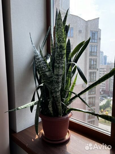 Комнатное растение. Сансевиерия, тещин язык