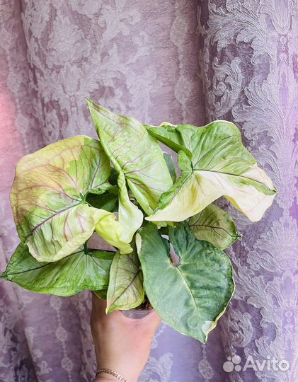 Сингониум орм тонг вар