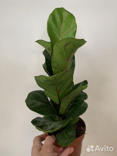 Фикус лирато бамбино