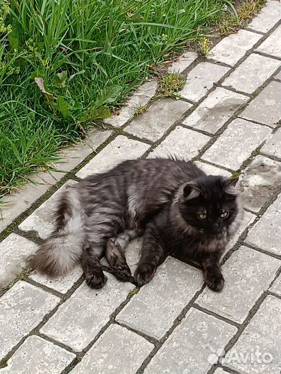 Потеряшки кошки