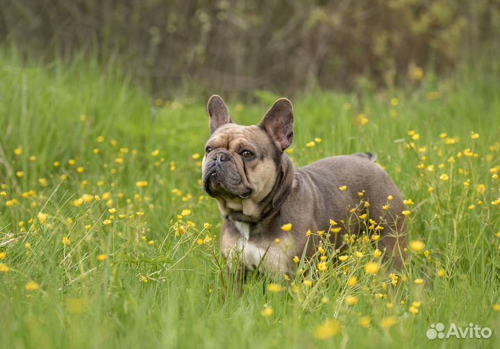 Французский бульдог вязка, щенки