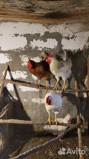 Молодые петухи