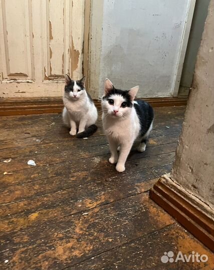 Котята, кошка, кот мышеловка в добрые руки