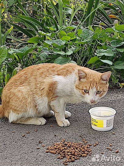 Кошка