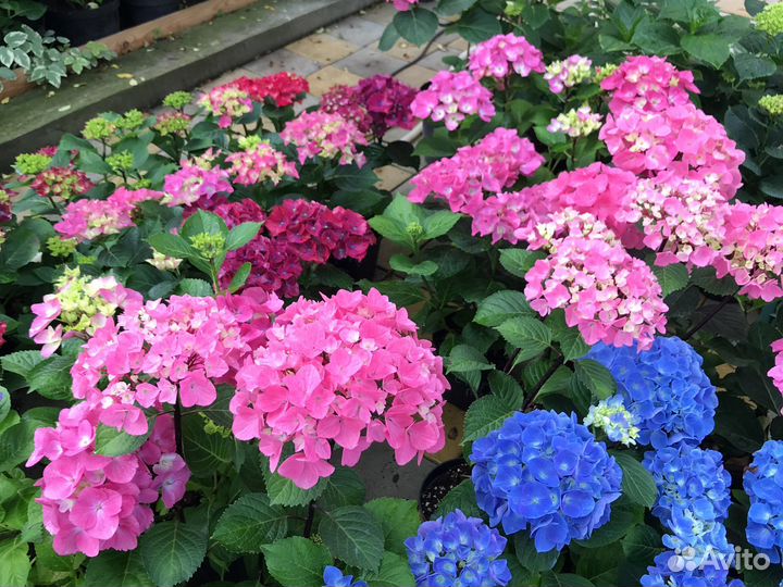 Гортензия крупнолистная