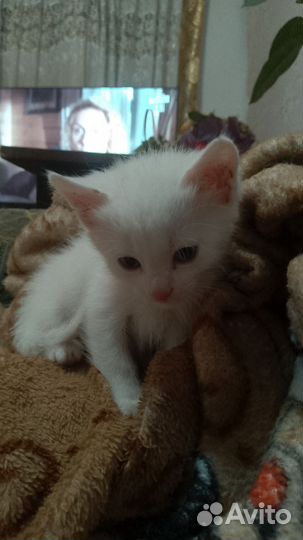 Тренер по стандофф 2 вежливый