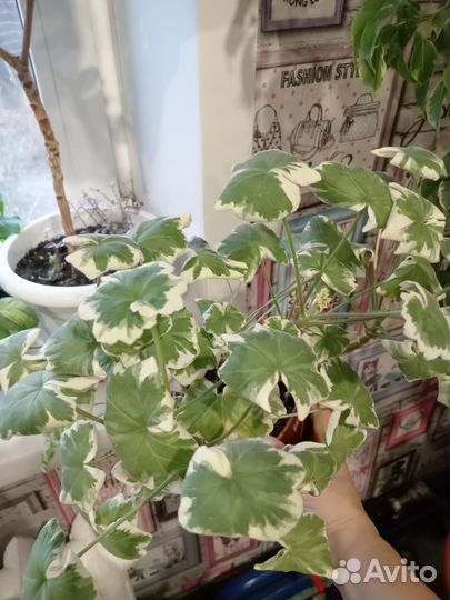 Комнатные цветы