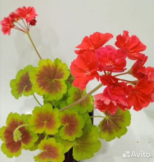 Пеларгонии золотолистные