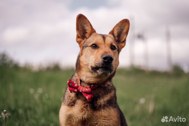 Стойкий солдатик Чич - собака в добрые руки