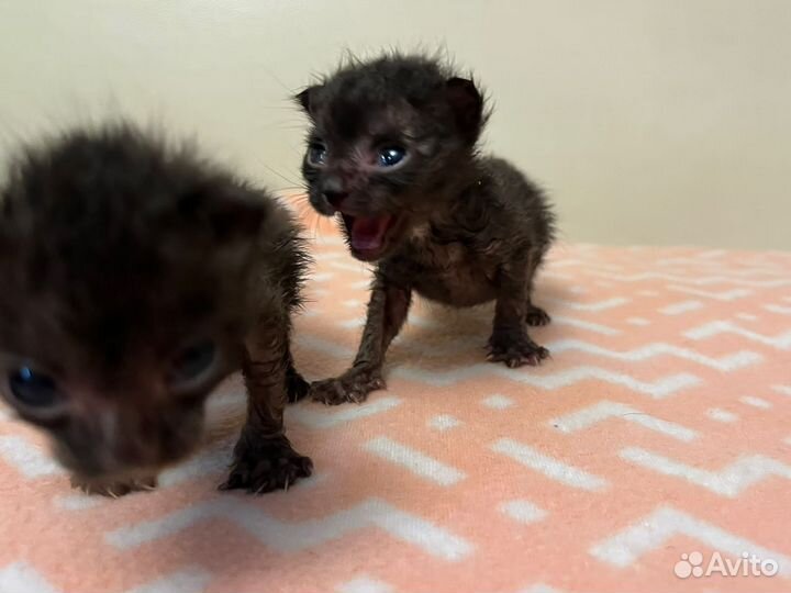 Котенок девочка в добрые руки