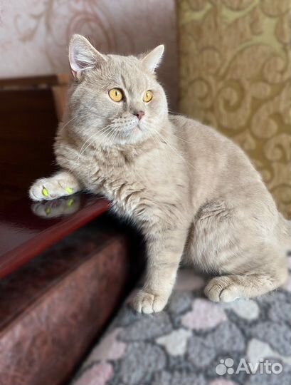 Британец, вязка