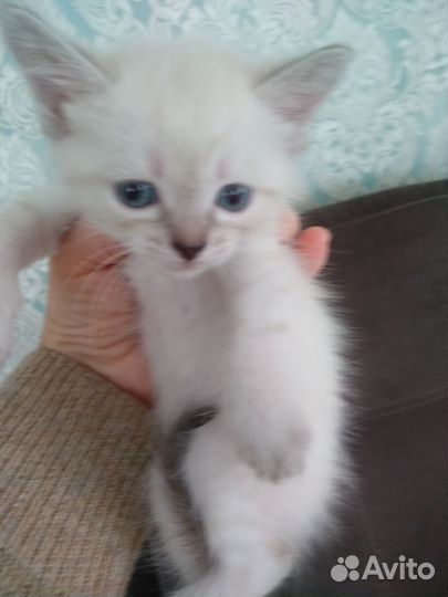 Котята в добрые руки бесплатно