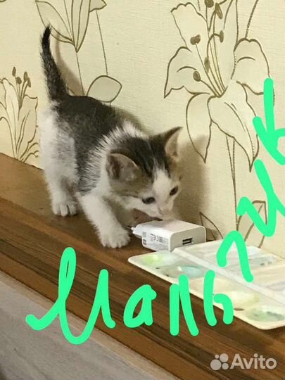 Котята бесплатно