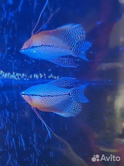 Гурами, скалярии, моллинезия лира, меченосец