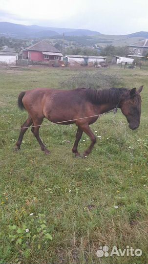 Продажа лошадей