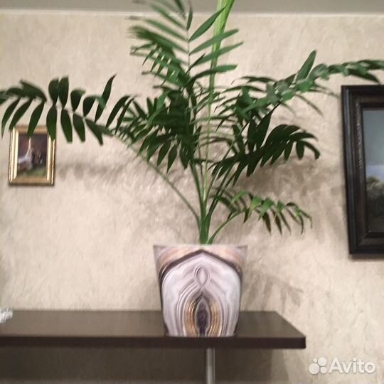 Финиковая пальма ) 6 лет