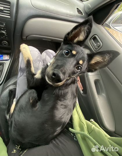 Собака ищет дом