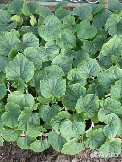 Рассада помидоры, перцы, баклажаны огурцы