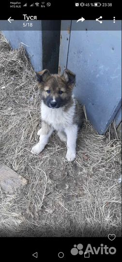 Щеночки в добрые руки