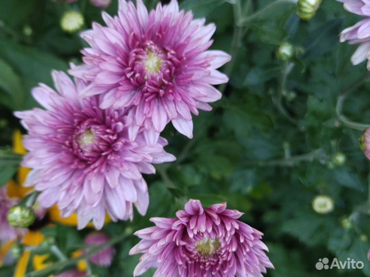 Хризантема