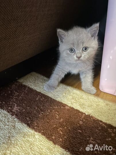 Шотландская кошка