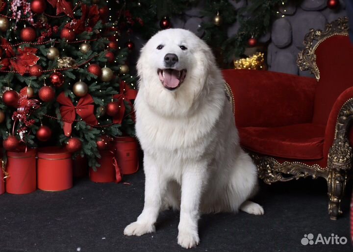 Собачья шерсть