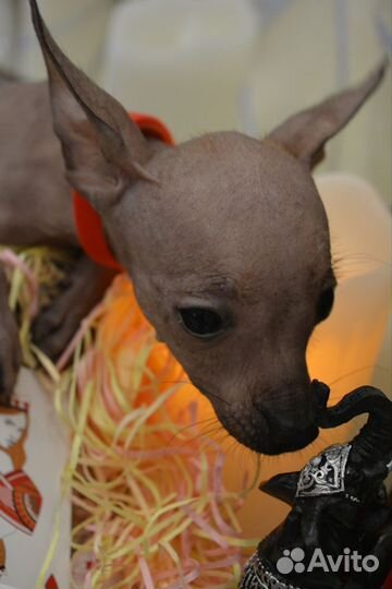 Маленькая королева мексиканской голой мини