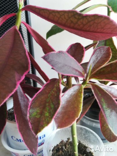 Синадениум